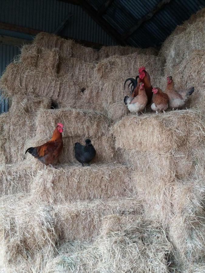 Conwy Pen Cefn Farm Holiday Абергеле Экстерьер фото